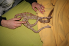 hantie virus 2